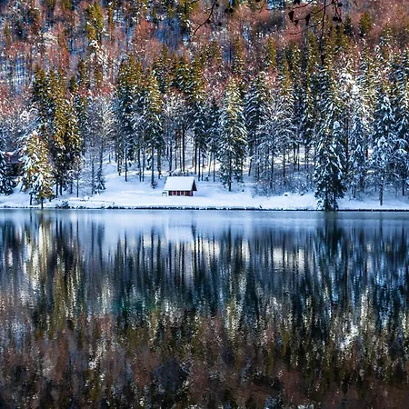 Stella Alpina * 타르비시오